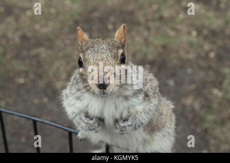 Porträt einer Eichhörnchen im Central Park, New York. Stockfoto