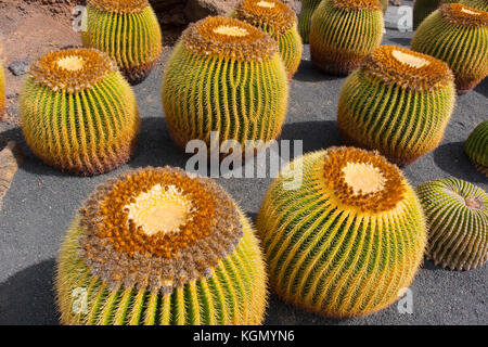 Jardin de Cactus. Cactus Garden von Cesar Manrique, Risco de las Nieves Range, Guatiza. Lanzarote Island. Kanarische Inseln Spanien. Europa Stockfoto