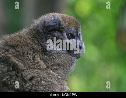 Madagaskar Lac Alaotra Bambus lemur (Hapalemur alaotrensis), alias Alaotran sanfte Lemur Stockfoto