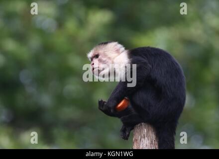 Zentrale Amerikanische Weiß vorangegangen Kapuziner Affen (Cebus capucinus) Essen der Frucht. Stockfoto