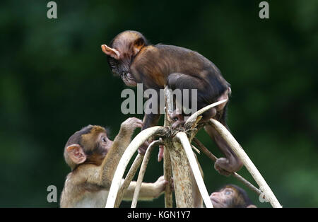 Junge Barbary macaque oder Barbary ape (Macaca sylvanus) klettern auf einen Baum, der andere vor ihm Stockfoto