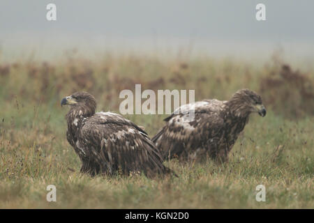 Seeadler ( Haliaeetus albicilla ), zwei junge, unreife, Jugendliche, auf dem Boden sitzend, ausruhend, früh-Morgen-Stimmung, Europa Stockfoto