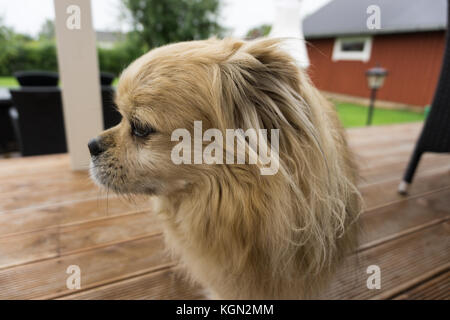 Outdoor close-up Portrait von niedlichen Hund., der an der Seite. Stockfoto