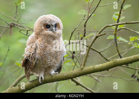 Waldkauz (Strix aluco), junge Junge, Owlet, Mauser Küken, auf einem Zweig sitzend, seine dunkle braune Augen weit offen, Niedlichkeit, Wildlife, Europa. Stockfoto