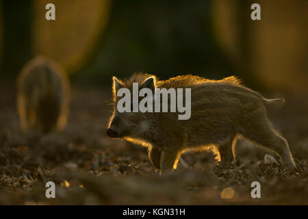 Wildschwein ( Sus scrofa ), kleine gestreifte Ferkel, etwa zwei Wochen alt, erkunden ihre Umgebung, Lebensraum, in der Dämmerung, schöne Hintergrundbeleuchtung, Europa. Stockfoto