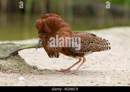 Männliche Ruff, Philomachus pugnax, in voller Zucht Gefieder. Stockfoto