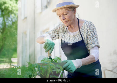 Ältere Frau einpflanzen aromatische Kräuter im Topf Stockfoto