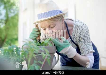 Ältere Frau einpflanzen aromatische Kräuter im Topf Stockfoto