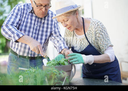 Senior paar Pflanzen Kräuter im Topf Stockfoto