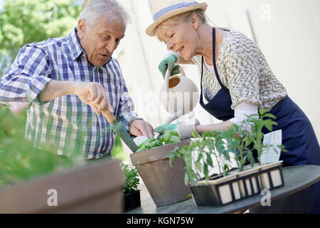 Senior paar Pflanzen Kräuter im Topf Stockfoto