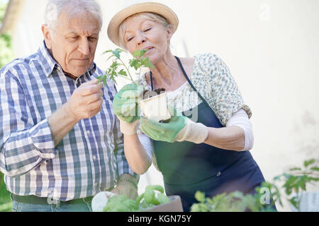 Senior paar Pflanzen Kräuter im Topf Stockfoto