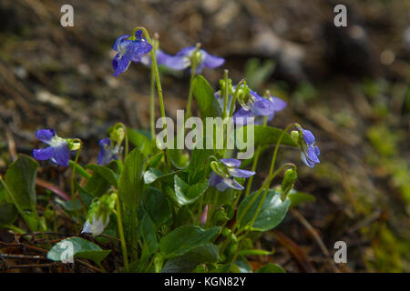 Frühling Natur gemeinsame Veilchen Hintergrund. Viola odorata Blumen im Garten hautnah. selektive Fokus Stockfoto