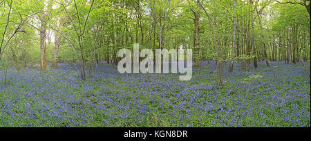 Eine englische Bluebell wood Stockfoto