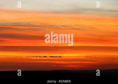 Sonnenuntergang mit Zugvögel schleudern in einer V-Formation. Devil's Dyke, West Sussex Stockfoto