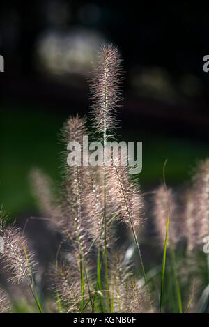 Dekorative Gräser blühen im Sommer Garten an einem schönen, sonnigen Tag. Stockfoto