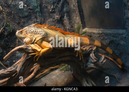 Sleeping Dragon - Nahaufnahme Porträt eines ruhenden orangefarbene Männchen Grüner Leguan (Iguana iguana). Stockfoto