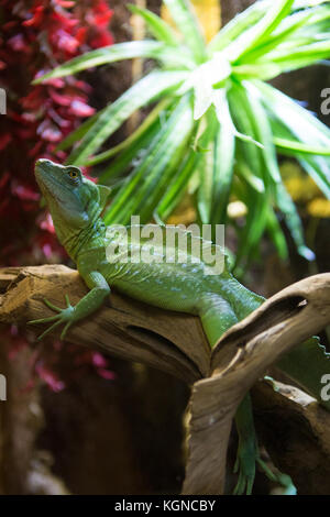 Sleeping Dragon - Nahaufnahme Porträt eines ruhenden orangefarbene Männchen Grüner Leguan (Iguana iguana). Stockfoto