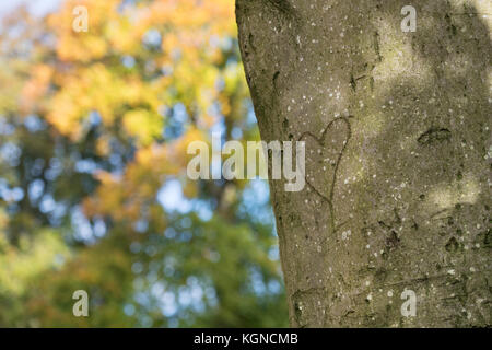 Geschnitzte Liebe Herz in Buche Baumrinde. Ridgeway, Oxfordshire, England Stockfoto