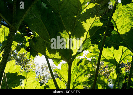 Gunnera Dolmetsch. Riesige Rhabarber Blätter mit Schatten im Sonnenlicht Stockfoto