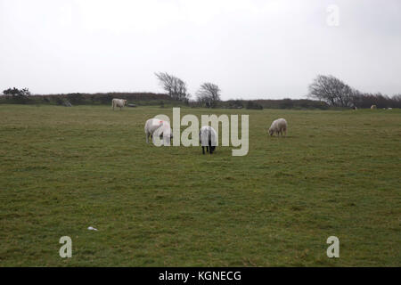 Bodmin Moor, UK. 9 Nov, 2017. Grau und über Bodmin Moor in Cornwall düster. Rinder und Schafe grasen und durchstreifen die Mauren frei. Credit: Keith Larby/Alamy leben Nachrichten Stockfoto