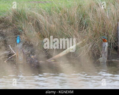 Sheerness, Kent, Großbritannien. 9 Nov, 2017. UK Wetter: Ein paar Eisvögel warten geduldig Frühstück auf separaten (für Sie & Ihn) Beiträge zu fangen. Credit: James Bell/Alamy leben Nachrichten Stockfoto