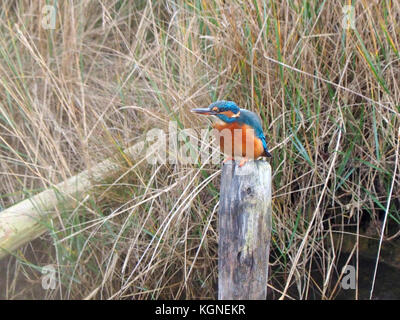 Sheerness, Kent, Großbritannien. 9 Nov, 2017. UK Wetter: Ein paar Eisvögel warten geduldig Frühstück auf separaten (für Sie & Ihn) Beiträge zu fangen. Credit: James Bell/Alamy leben Nachrichten Stockfoto