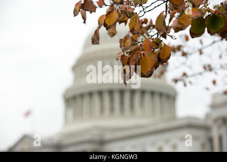 Washington, USA. November 2017. Der Herbst verlässt das Kapitol der Vereinigten Staaten am 8. November 2017 in Washington, DC. Credit: Alex Edelman/CNP - KEIN KABELSERVICE - Credit: Alex Edelman/Consolidated News Photos/Alex Edelman - CNP/dpa/Alamy Live News Stockfoto