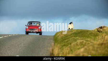 Dartmoor, Großbritannien. 10 Nov, 2017. UK Wetter. Schafe Dodge den Verkehr in strahlendem Sonnenschein auf Dartmoor. Credit: Foto Central/Alamy leben Nachrichten Stockfoto