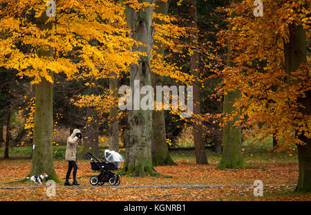 Herbst in der rekonstruierten Prager Park Stromovka (Royal Game Reserve), Prag, Tschechische Republik, 10. November 2017. (Ctk photo/Katerina sulova) Stockfoto