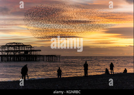 Brighton, Sussex. 10 Nov, 2017. UK Wetter. Sonnenuntergang am Ende eines milden und sonnigen Tag auf der Sussex Küste, wo eine Herde von Tausende von Staren, die auf eine murmuration Anzeige oberhalb von Brighton West Pier brachflächen als Zuschauer zu beobachten. Die Vögel haben nach einem Sommer so weit Aways wie Skandinavien zurückgekehrt, und über den Winter in Großbritannien, Schlafen unter Pier von Brighton in der Nacht und Fütterung auf die Abschreibungen und die nahe gelegenen Anbauflächen während des Tages. Credit: Francesca Moore/Alamy leben Nachrichten Stockfoto