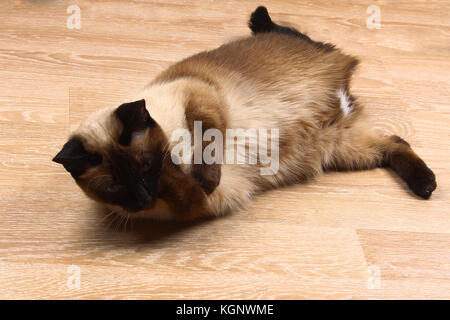 Siam oder Thai Katze lecken Pfote. Die Katze ist deaktiviert. Drei Pfoten, keine Gliedmaßen Stockfoto