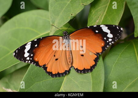 Ein danaus chrysippus Schmetterling auf grünen Blättern. Stockfoto