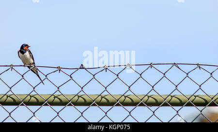 Wild Bird allein sitzen auf einem Zaun gegen den blauen Himmel. Stockfoto