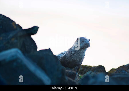 Otter, Lutra Lutra, Mom auf Felsen, unst, Shetland, Juli Stockfoto