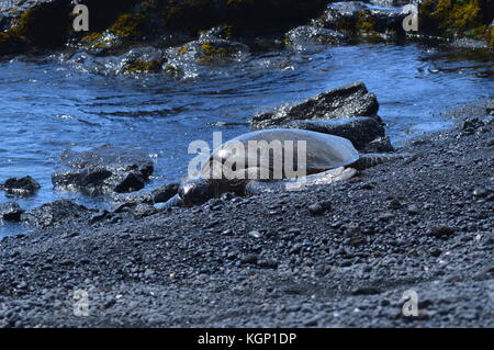 Schildkröten auf einem Black Sand Beach in Hawaii Stockfoto