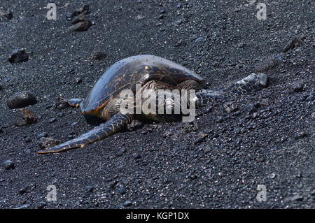 Schildkröten auf einem Black Sand Beach in Hawaii Stockfoto