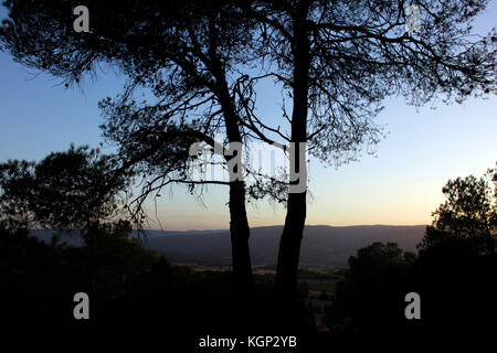 Sonnenuntergang mit Kiefern in der Region Conca de Barberà in Katalonien, Spanien. Stockfoto