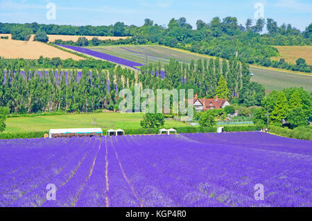 Lavendelfeld, Schloss Hof, darent Tal, in der Nähe der eynsford, Kent, England, Stockfoto