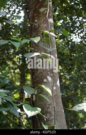 Spice Garden Sri Lanka über A9 Kandy Jaffna Autobahn unreife schwarzer Pfeffer Steinfrüchte an Rebstöcken Stockfoto