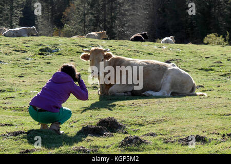 Eine Frau Fotografieren einer Kuh in den französischen Pyrenäen Stockfoto