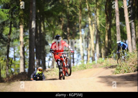 Mountainbiken auf chicksands, bedfordshire. Reiter, steilen Bergabfahrten track verunreinigt mit Sprüngen und Bermen. Stockfoto