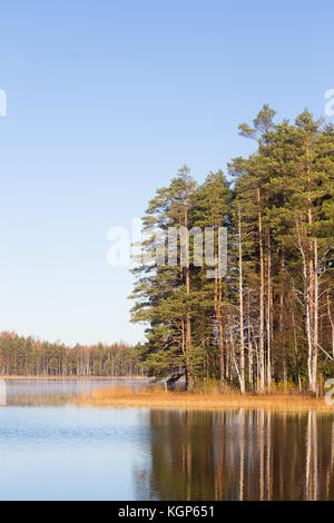 Schönen Herbst Landschaft mit gelben Blätter in Feuchtgebieten. Landschaft Sumpf im Herbst. Helle, sonnige Landschaft in Lettland. Stockfoto