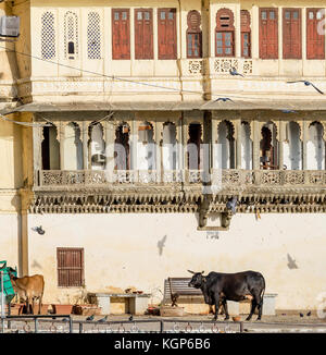 Kühe an gangaur Ghat von Lake Pichola im Abendlicht, Udaipur, Rajasthan, Indien Stockfoto