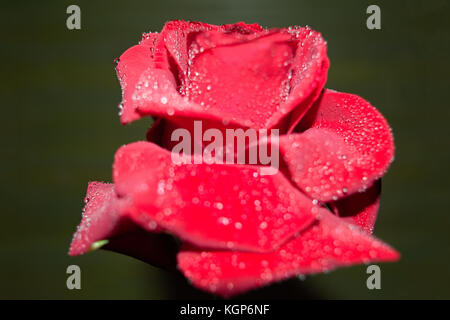 Rote Rose mit Tröpfchen in blur Hintergrund Stockfoto