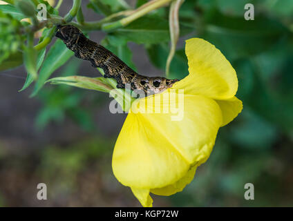 Eine Makroaufnahme eines Elefanten hawk moth Caterpillar Fütterung auf die Blütenblätter einer nachtkerze Blüte. Stockfoto