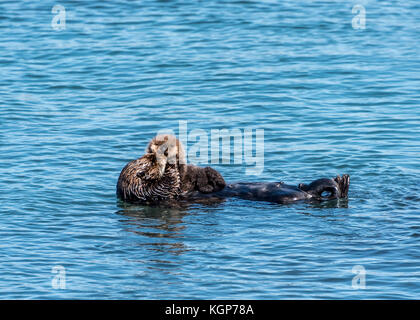 Braun Mutter Sea Otter mit Baby Sea Otter, hält Cute Baby Otter in ihr Gesicht, als wenn das Küssen, beim Schwimmen im Wasser in Morro Bay, Kalifornien. Stockfoto