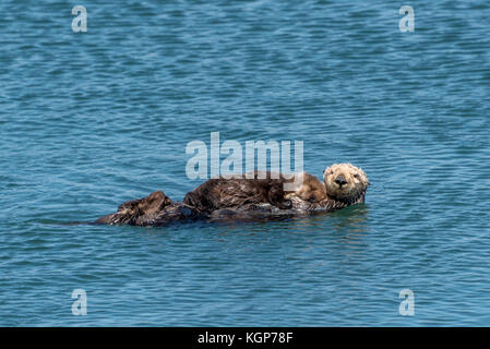 Mutter und Baby Sea Otter in Wasser in Morro Bay, Kalifornien; niedlichen Baby Otter schlafen auf Mamas Brust, winzige Hand sichtbar, wie sie aussieht. Stockfoto