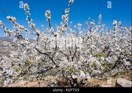 Cherry tress in der Blüte in Monroy Tal Stockfoto