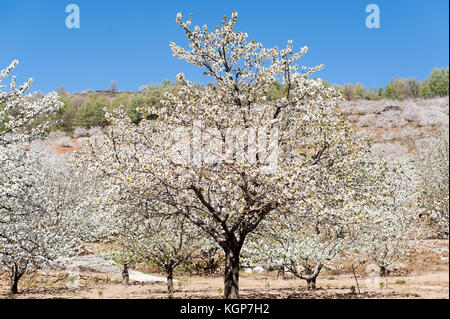 Cherry tress in der Blüte in Monroy Tal Stockfoto