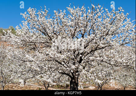 Cherry tress in der Blüte in Monroy Tal Stockfoto